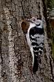 Dvergspett - Lesser spotted woodpecker (Dendrocopos minor)